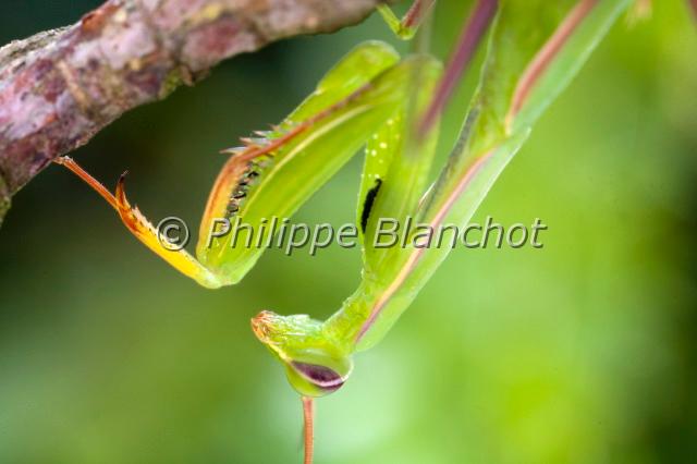 mantis religiosa 4.JPG - Mantis religiosa (portrait)Mante religieusePraying mantisDictyoptera, MantidaeIndre, France